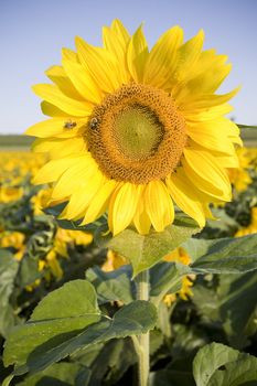 Color Image of bright yellow sun flower with bees