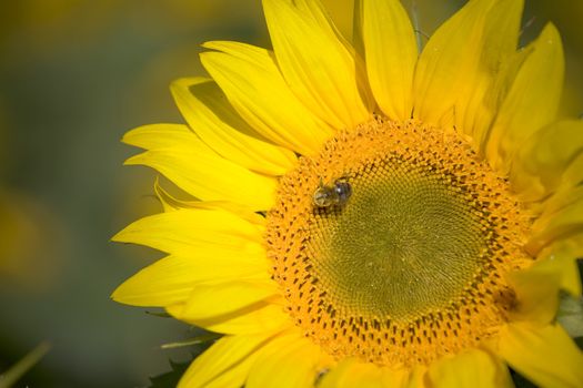 Color Image of bright yellow sun flower with bees