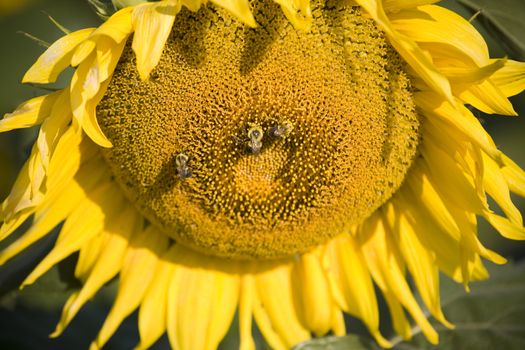 Color Image of bright yellow sun flower with bees