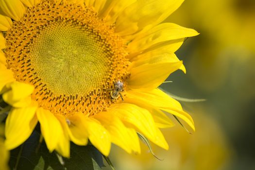 Color Image of bright yellow sun flower with bees