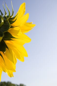 Color Image of bright yellow sun flower