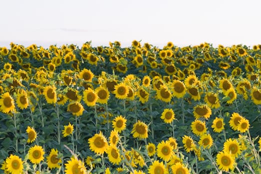 A field full of vibrant sunflowers ready to be harvested