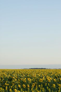 A sunflower field with copyspace in the sky above it