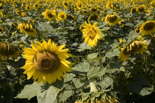 Color Image of bright yellow sun flower