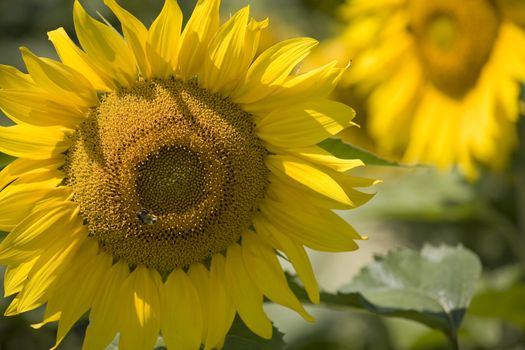 Color Image of bright yellow sun flower with bees