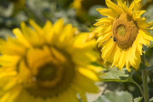 Color Image of bright yellow sun flower with bees