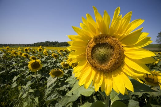 Color Image of bright yellow sun flower