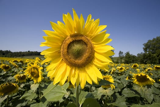 Color Image of bright yellow sun flower