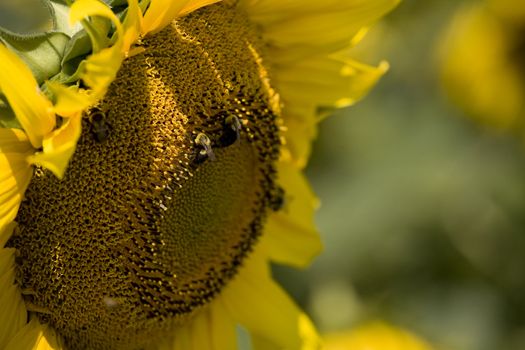 Color Image of bright yellow sun flower with bees