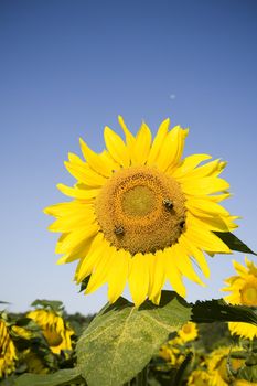 Color Image of bright yellow sun flower with bees