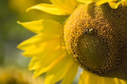 Color Image of bright yellow sun flower with bees