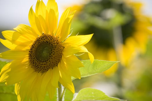 Color Image of bright yellow sun flower