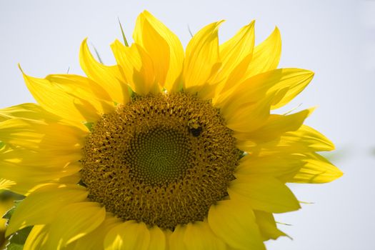 Color Image of bright yellow sun flower with bees