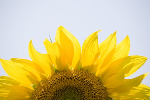 Color Image of bright yellow sun flower