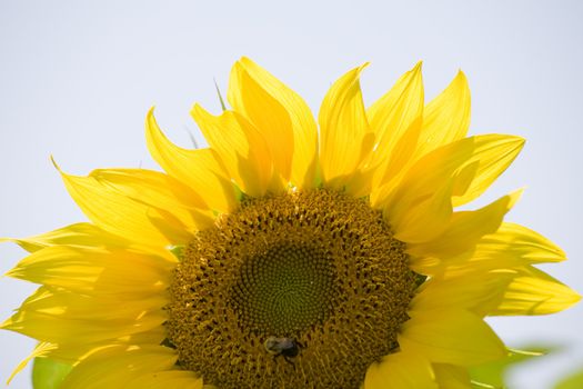 Color Image of bright yellow sun flower with bees