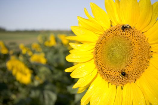 Color Image of bright yellow sun flower with bees