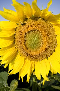 Color Image of bright yellow sun flower with bees