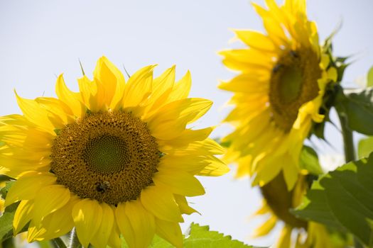 Color Image of bright yellow sun flower with bees