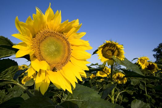 Color Image of bright yellow sun flower with bees