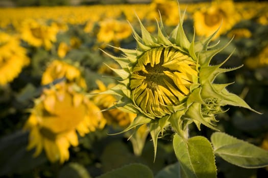 Color Image of bright yellow sun flower