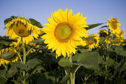 Color Image of bright yellow sun flower with bees