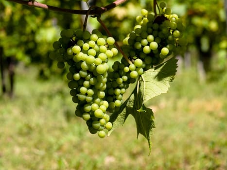 Close up picture of wine grapes in France