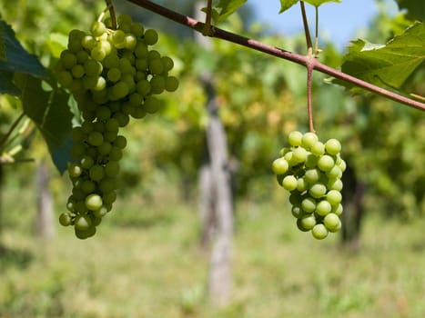 Close up picture of wine grapes in France