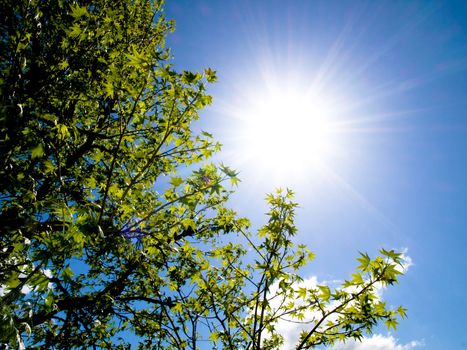 Beautiful sweetgum tree against bright sun at spring