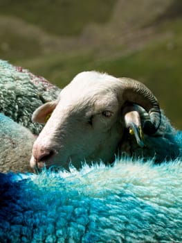 Sheep in French Pyrenees mountains with dyed wool