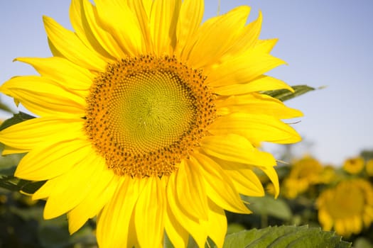 Color Image of bright yellow sun flower