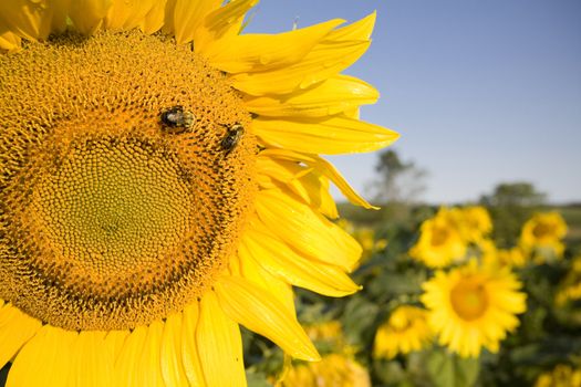 Color Image of bright yellow sun flower with bees