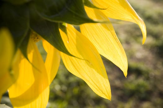 Color Image of bright yellow sun flower