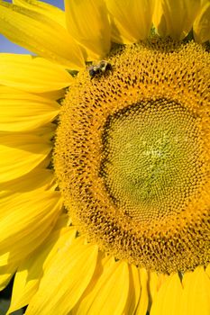 Color Image of bright yellow sun flower with bees