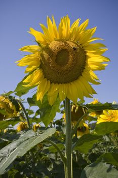 Color Image of bright yellow sun flower with bees