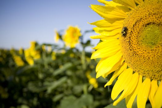 Color Image of bright yellow sun flower with bees