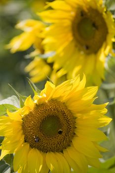 Color Image of bright yellow sun flower with bees