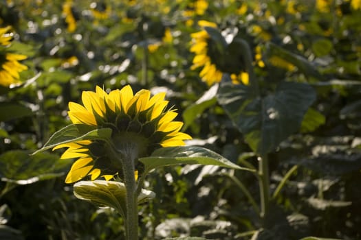 Color Image of bright yellow sun flower