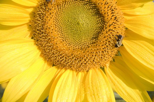 Color Image of bright yellow sun flower with bees