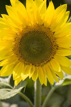 Color Image of bright yellow sun flower