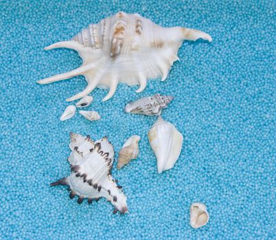 The image of cockleshells on a blue background