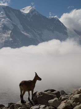 Mountains. Caucasus. Kabardino-Balkariya. Bezengi. Mountain goat