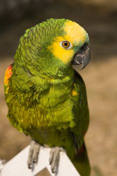 Beautiful colorful Macaw parrot on a sunny morning

