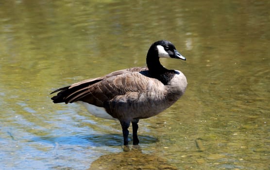 Cackling Canadian goose standing in shallow water