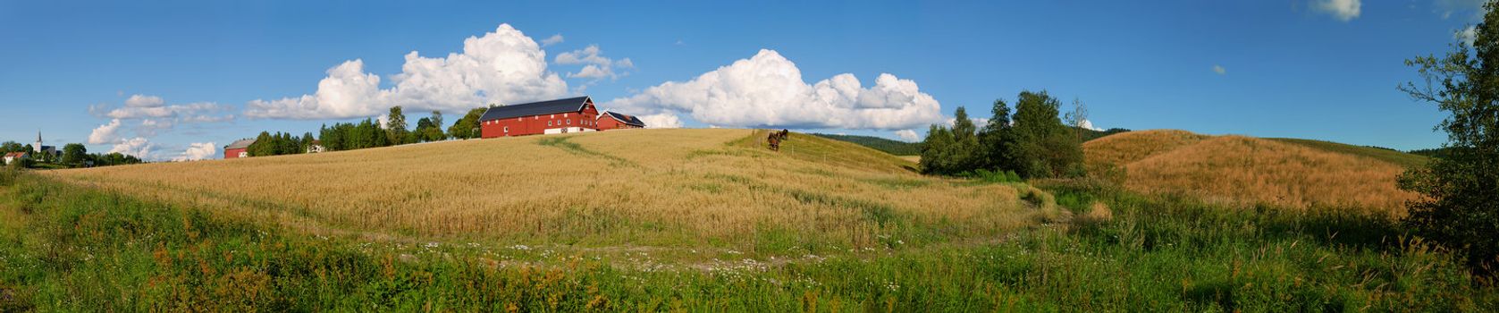 Panoramic view of a typical Norwegian farm with oats field, horses and a nice cloudscape. Composed from 16 individual shots.
