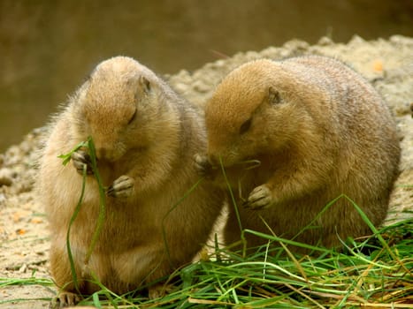 two eating desert marmots