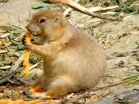  eating desert marmot
