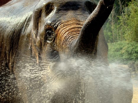 asian elephant getting a shower