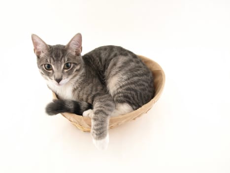 A young kitten curled up in a basket isolated on a white background