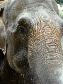 asian elephant getting a shower