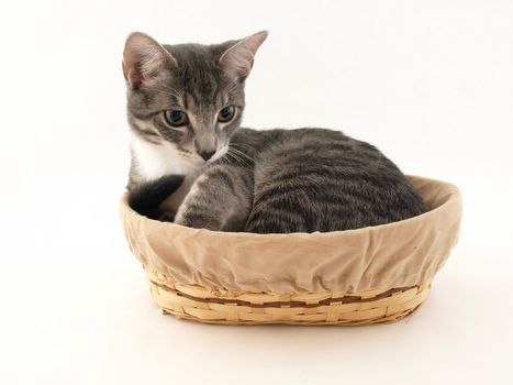 A gray kitten snuggled in a tan basket isolated on a white background